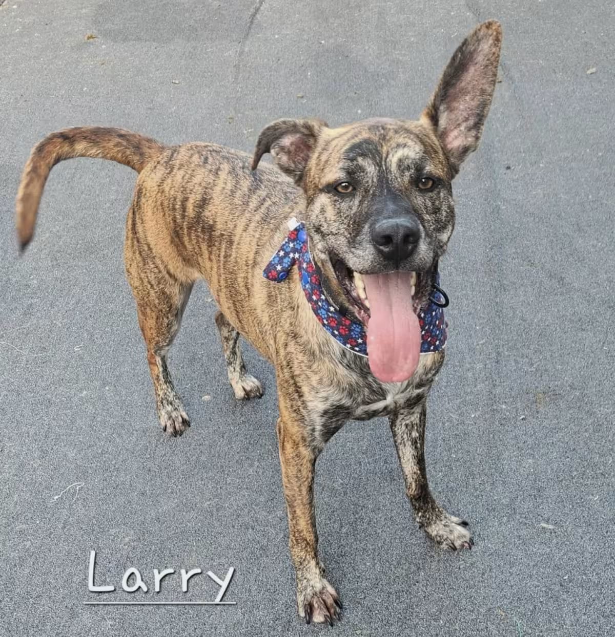 Photo of Larry, adoptable Dutch Shepherd/Plott Hound in Cleveland, Tennessee