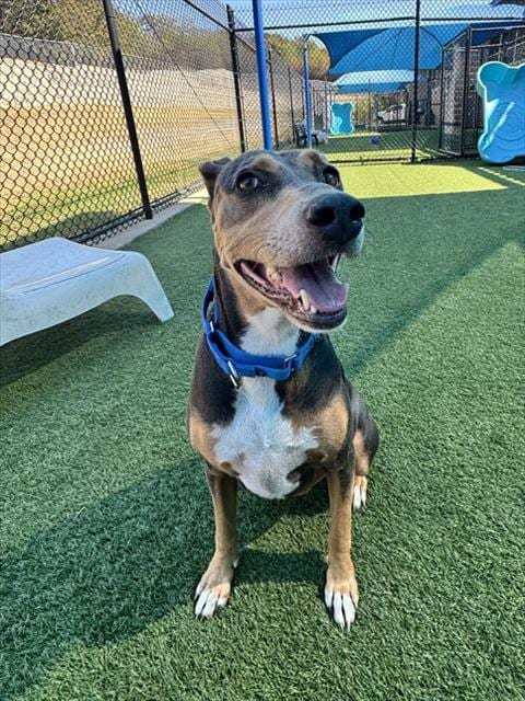 Photo of Lydia, adoptable Mixed Breed