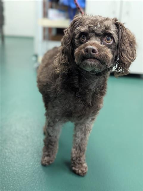 Photo of Steve, adoptable Cavalier King Charles Spaniel in Wilmington, North Carolina