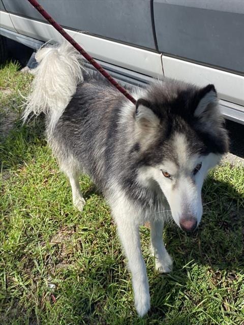 Photo of Deckland, adoptable Alaskan Malamute in Fort Myers, Florida