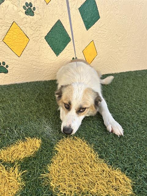 Photo of Katriona, adoptable Great Pyrenees in Winter Haven, Florida