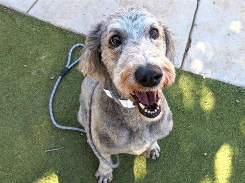 Photo of Daisy Vaughn, adoptable Poodle (Standard) in Phoenix, Arizona