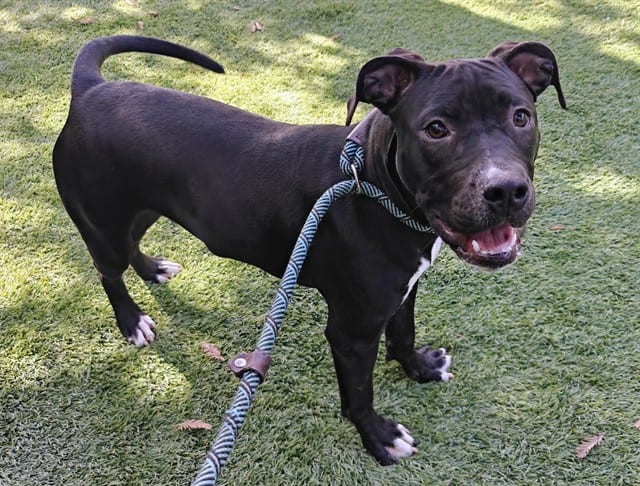 Photo of Karma, adoptable Pit Bull Terrier in San José, California