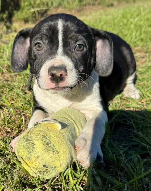 Photo of Diamond, adoptable Bulldog in Tarrytown, Georgia