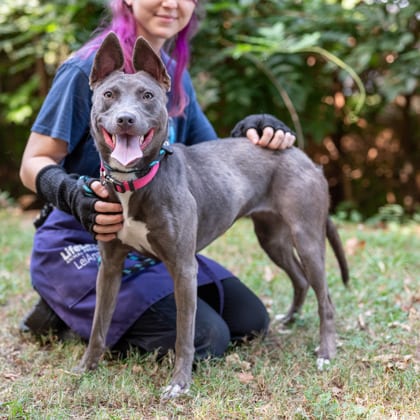 Photo of Liora, adoptable dog in Chamblee, Georgia