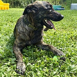 Photo of Jackie, adoptable German Shepherd Dog in Carmel, New York