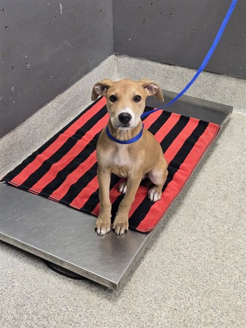 Photo of Biscuit, adoptable Labrador Retriever in Tallahassee, Florida