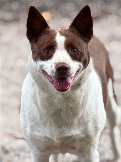 Photo of Kaya, adoptable Border Collie in Woodland, California
