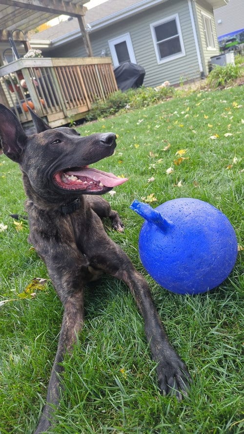 Photo of Iroh - Located in Illinois, adoptable Dutch Shepherd in Imlay City, Michigan