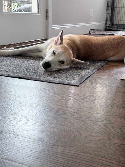 Photo of Orion, adoptable Husky in Raleigh, North Carolina