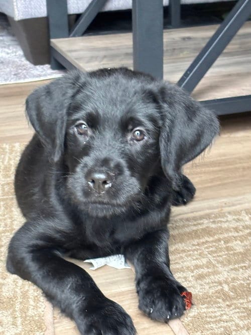 Photo of Amara, adoptable Labrador Retriever in Mooresville, North Carolina