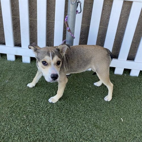 Photo of Macy Rae, adoptable Siberian Husky in Modesto, California