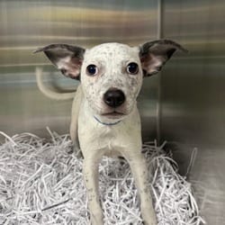 Photo of Quatro, adoptable Mixed Breed (Small) in Lakeland, Florida