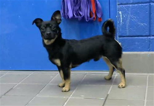 Photo of Crunch, adoptable Chihuahua in Albuquerque, New Mexico