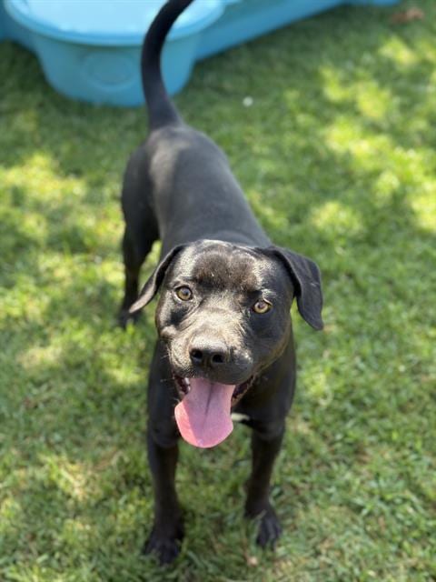 Photo of Blueberry, adoptable Pit Bull Terrier in Riverside, California