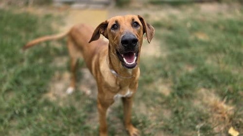 Photo of Sir Davis, adoptable Rhodesian Ridgeback in Houston, Texas