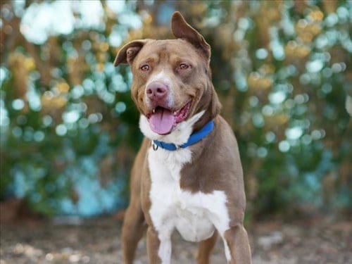 Photo of Goku, adoptable Plott Hound in Tavares, Florida