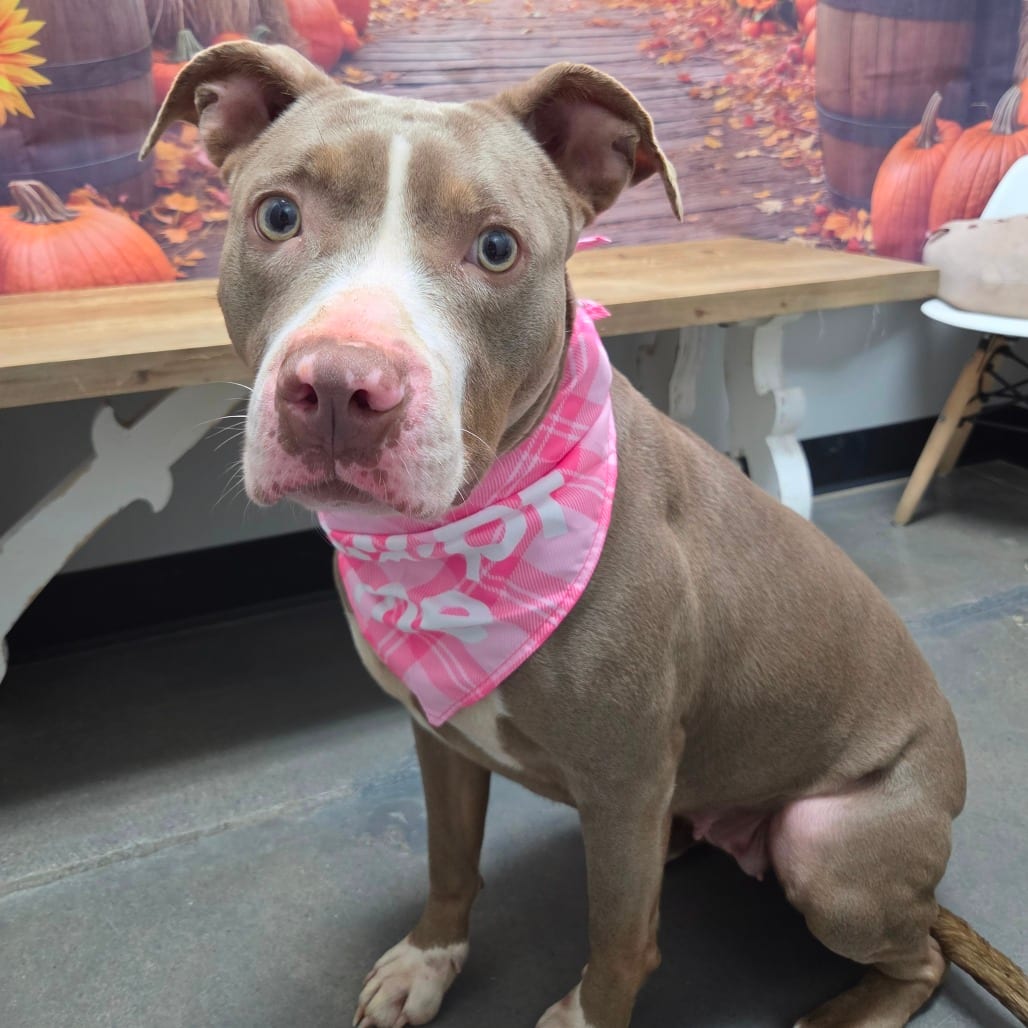 Photo of Tracy, adoptable Terrier, American Pit Bull in Normal, Illinois
