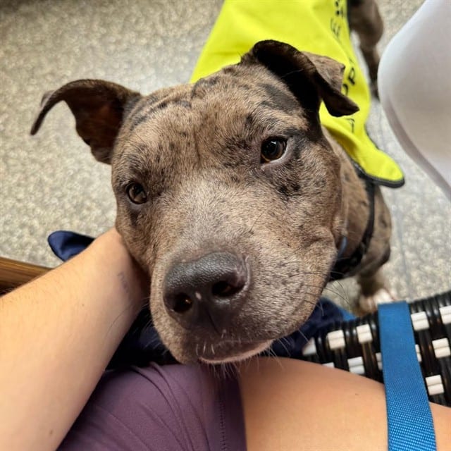 Photo of Moose, adoptable Mixed Breed