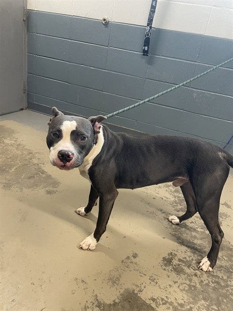 Photo of Benny, adoptable American Pit Bull Terrier in Tallahassee, Florida