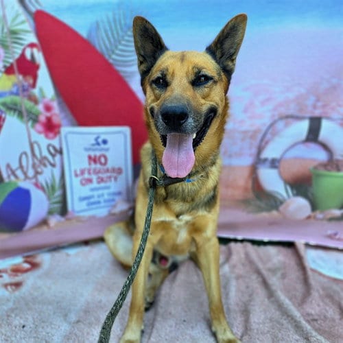 Photo of Buckaroo, adoptable German Shepherd Dog in Long Beach, California