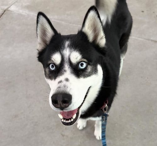 Photo of Boo, adoptable Siberian Husky in Martinez, California