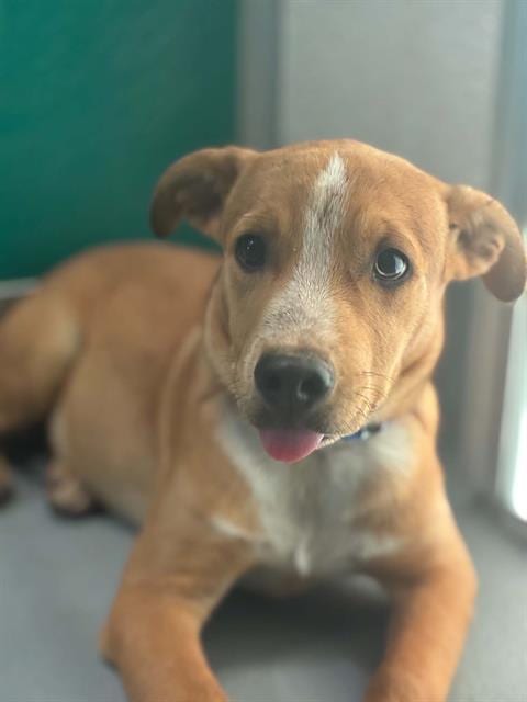Photo of A256506, adoptable German Shepherd Dog in Visalia, California