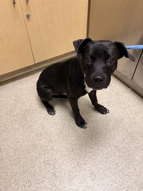Photo of Opal, adoptable Labrador Retriever in Riverside, California
