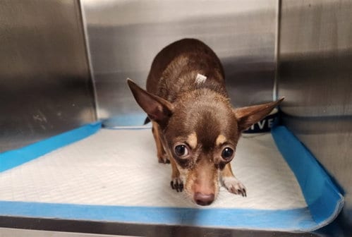 Photo of Chica, adoptable Chihuahua in Los Angeles, California