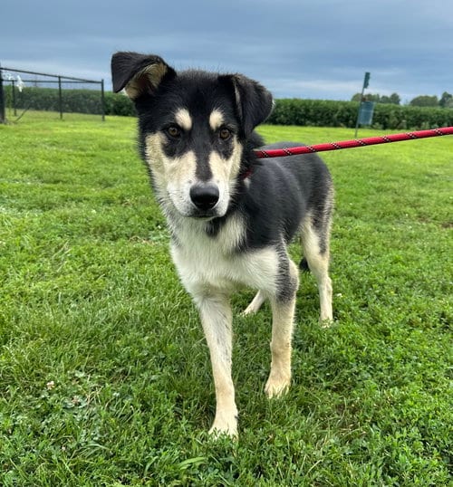 Photo of Rocko, adoptable Shepherd in Evansville, Indiana