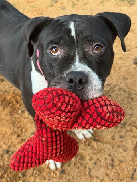 Photo of Samuel, adoptable American Staffordshire Terrier in Tallahassee, Florida