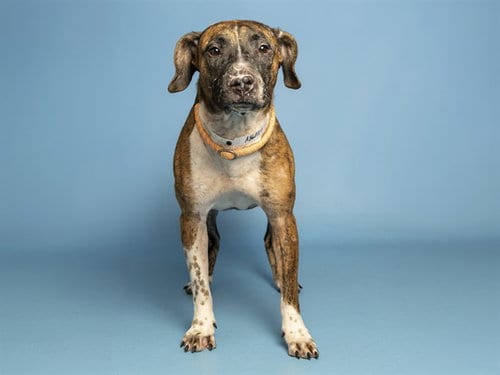 Photo of Socks, adoptable American Pit Bull Terrier in Phoenix, Arizona