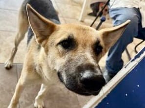 Photo of Brody, adoptable dog in Georgetown, Texas