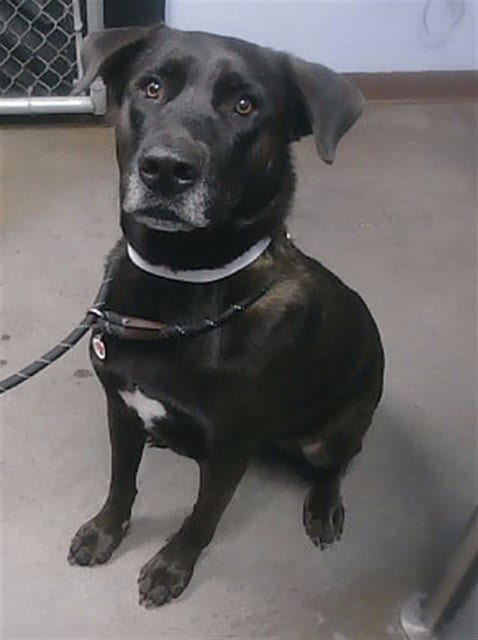 Photo of Pete, adoptable Labrador Retriever in Phoenix, Arizona