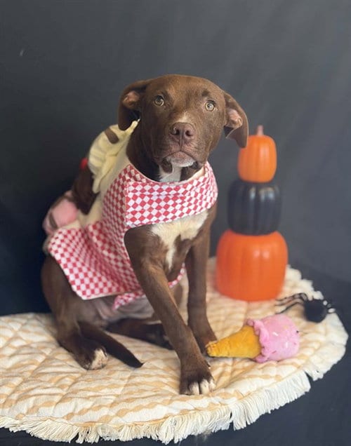 Photo of Hot Fudge, adoptable Pit Bull Terrier in Fairfield, California
