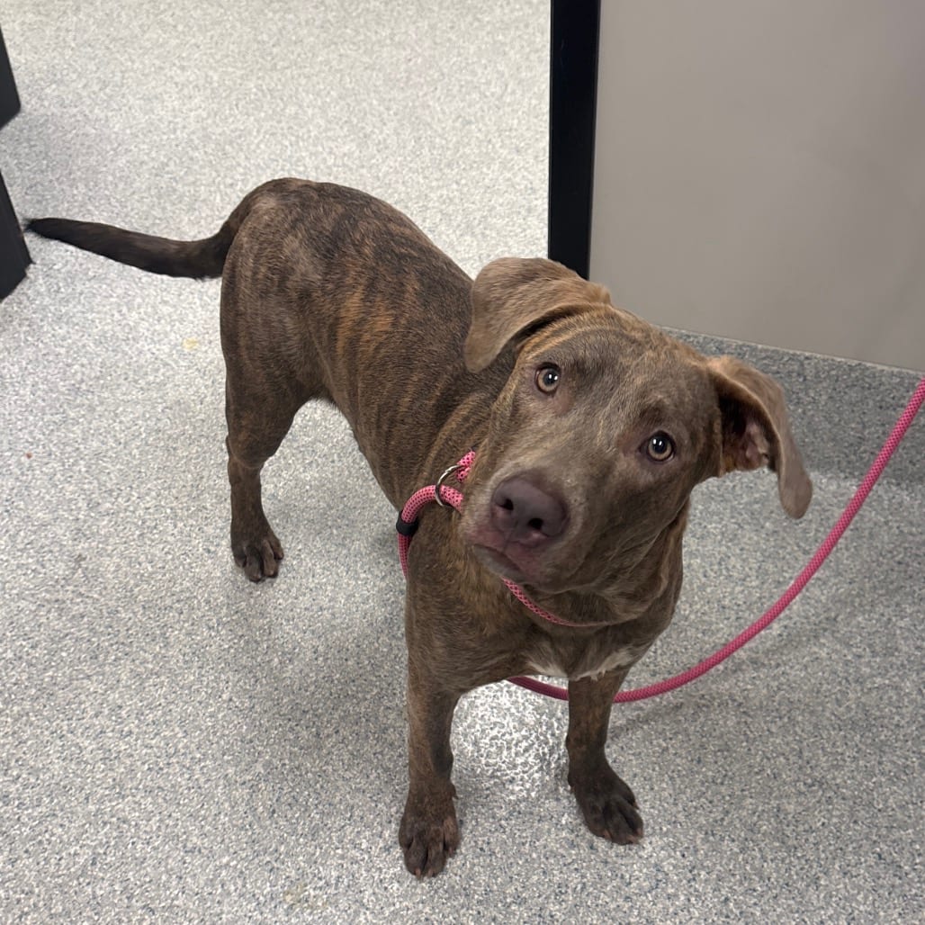 Photo of Sookie, adoptable Terrier, American Staffordshire in Spartanburg, South Carolina