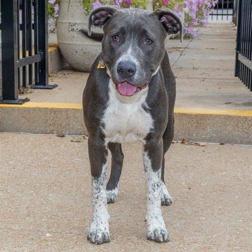 Photo of Navi, adoptable Pit Bull Terrier in St Louis, Missouri
