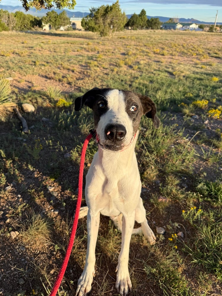 Photo of Clyde, adoptable Great Dane in Mountainair, New Mexico