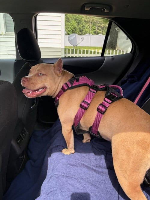 Photo of Polly Pockets, adoptable American Staffordshire Terrier in Lake Wylie, South Carolina