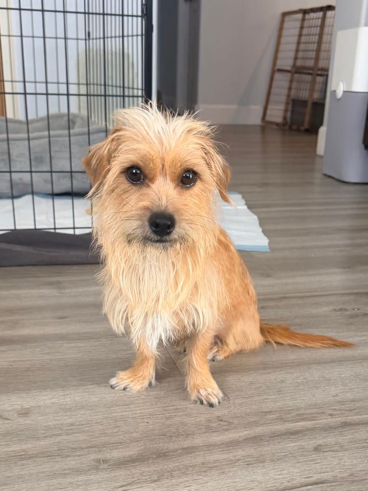 Photo of Clio, adoptable Terriers (Small) in Dana Point, California