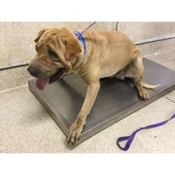 Photo of Logan, adoptable Shar Pei in Jurupa Valley, California