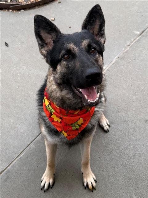 Photo of Casey, adoptable German Shepherd Dog in Tulsa, Oklahoma