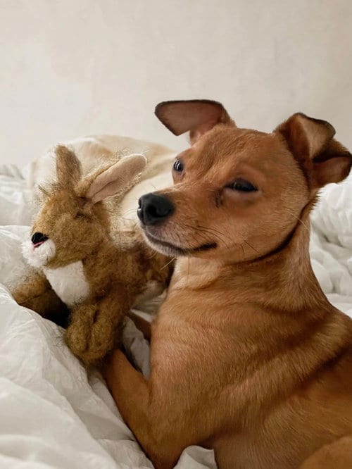 Photo of Toffee, adoptable Chihuahua in Chester, New Jersey