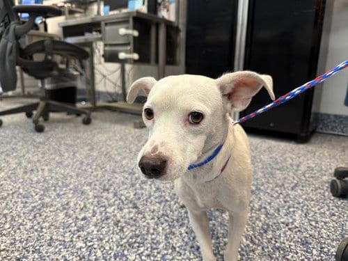 Photo of Tito, adoptable Terrier in Thousand Palms, California