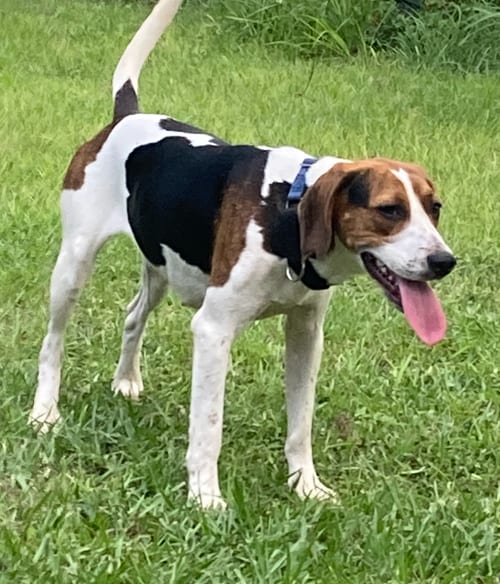 Photo of Siri, adoptable Hound in Tampa, Florida