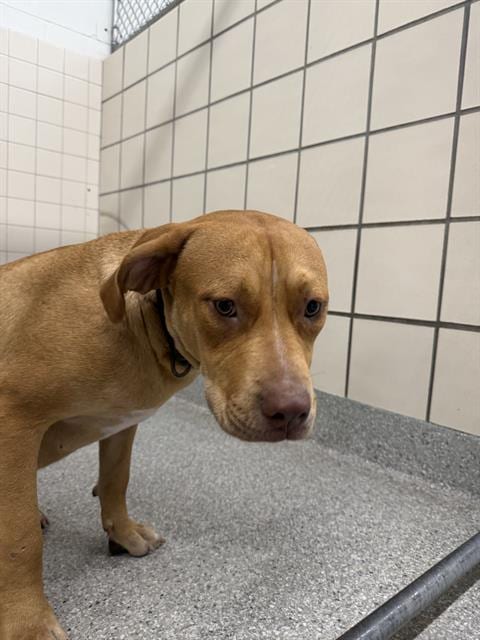 Photo of Baby, adoptable American Pit Bull Terrier in Pasadena, Texas