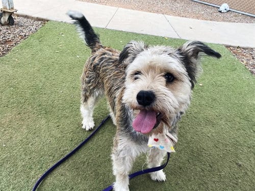 Photo of Martha, adoptable Schnauzer in Phoenix, Arizona