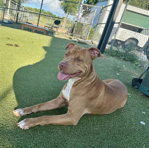 Photo of Pony Boy, adoptable Staffordshire Bull Terrier in Pasadena, Texas