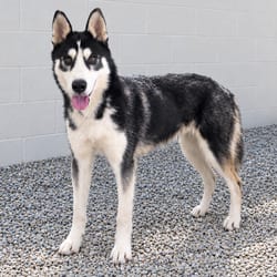 Photo of Simon 2459, adoptable Husky Mixed Breed (Medium) in Loxahatchee, Florida