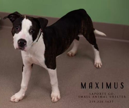Photo of Maximus, adoptable Pit Bull Terrier in La Porte, Indiana